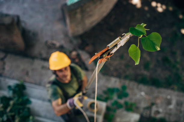 Trusted Piney Point Village, TX Tree Removal Experts